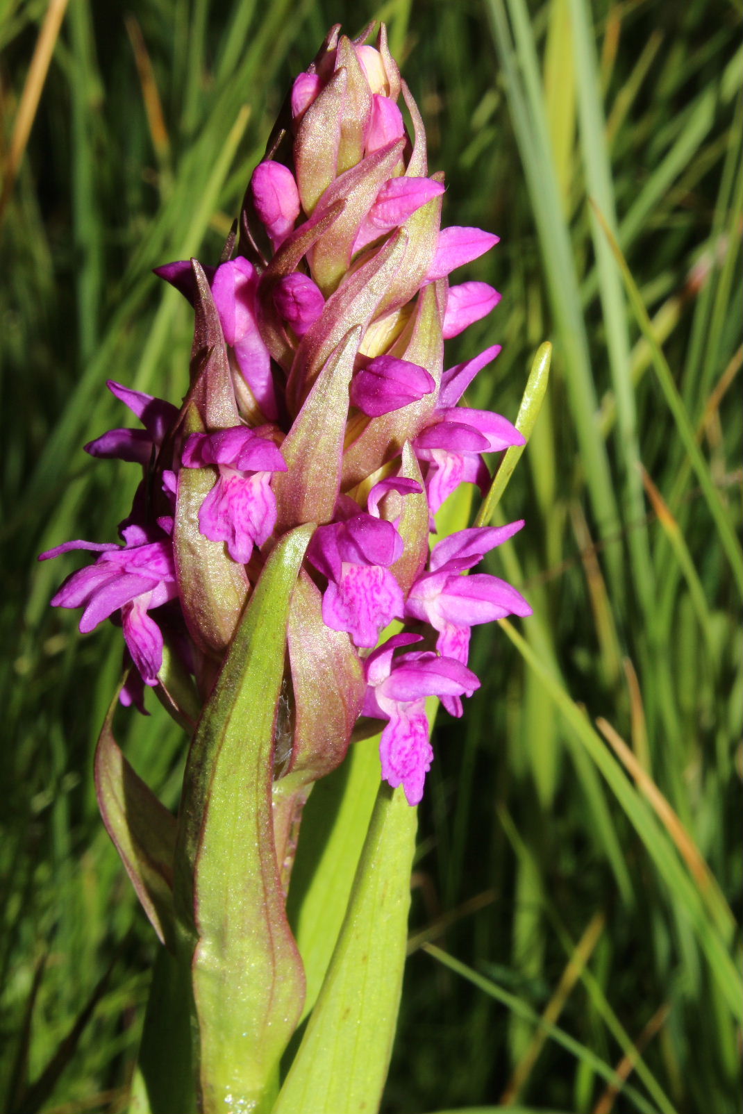 Ibrido Dactylorhiza incarnata x D. sambucina